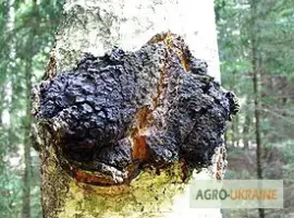 Зображення для оголошення Чага березовий гриб