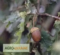 Зображення для оголошення Дуб кора