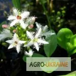 Зображення для оголошення Продам вахта трехлистная