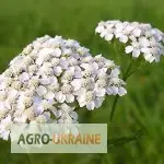 Зображення для оголошення Тысячелистник трава Деревій трава