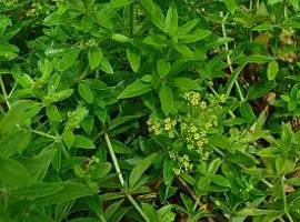 Зображення для оголошення Марена красильная купить