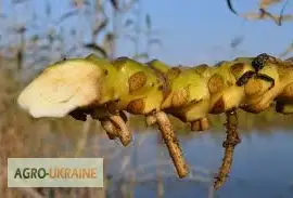 Зображення для оголошення Купити глечики жовті