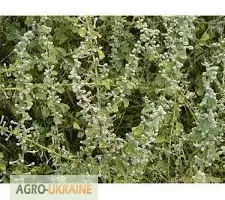 Зображення для оголошення Ерва шерстистая трава