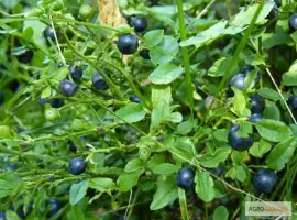 Зображення для оголошення Купити чорниця пагони