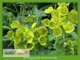 Зображення для оголошення Ласкавець золотистий продам