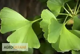 Зображення для оголошення Гинкго купить