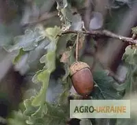Зображення для оголошення Кора дуба продам