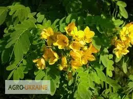 Зображення для оголошення Купить сенна лист