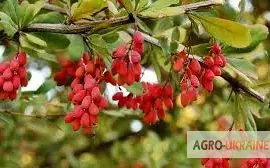 Зображення для оголошення Продам барбарис корінь