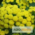 Зображення для оголошення Купити пижмо суцвіття