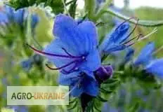 Зображення для оголошення Синяк обыкновенный трава купить