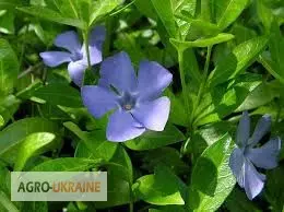 Зображення для оголошення Барвінок малий купити
