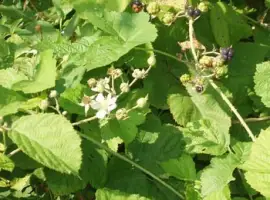 Зображення для оголошення Ожина пагони продам
