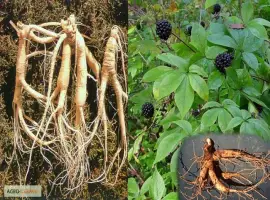 Зображення для оголошення Корень елеутерокока купить