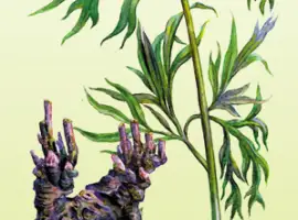 Зображення для оголошення Мар'їн корінь продам корень пиона