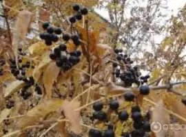 Зображення для оголошення Амурський бархат ягода купити