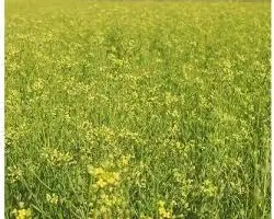 Зображення для оголошення Рыжей рыжык рижій купить