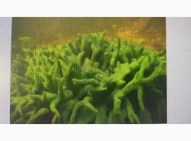 Зображення для оголошення Куплю бадягу речную губку