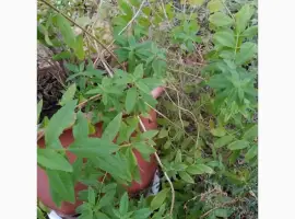 Зображення для оголошення Вербена лимонная