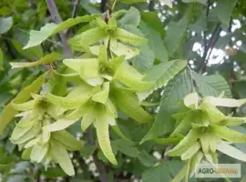 Зображення для оголошення Цвет граба настойка (Carpinus betulus)