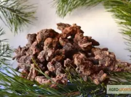 Зображення для оголошення Продам корень калгана