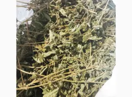 Зображення для оголошення Продам суху мелісу лимонну