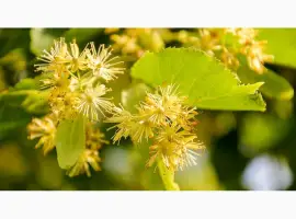 Зображення для оголошення Липа цвет