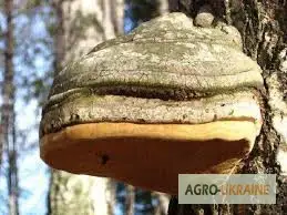 Зображення для оголошення Чага
