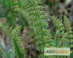 Зображення для оголошення Хвощ