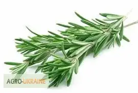 Зображення для оголошення Розмарин