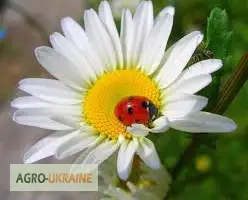 Зображення для оголошення Ромашка