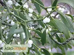 Зображення для оголошення Омела белая