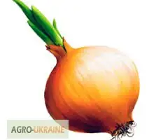 Зображення для оголошення Лук