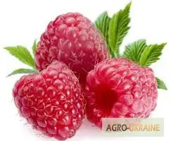 Зображення для оголошення Малина