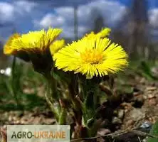 Зображення для оголошення Мать-и-мачеха