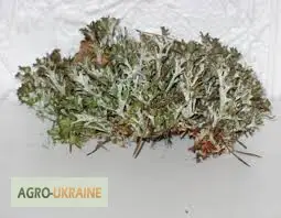 Зображення для оголошення Мох исландский