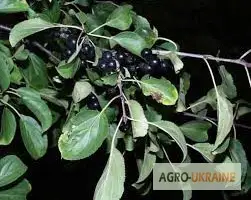Зображення для оголошення Крушина