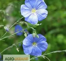 Зображення для оголошення Лен