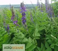 Зображення для оголошення Козлятник