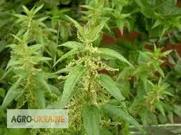 Зображення для оголошення Крапива