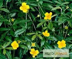 Зображення для оголошення Калган