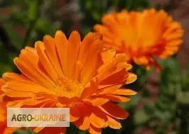 Зображення для оголошення Календула