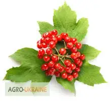 Зображення для оголошення Калина