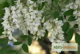 Зображення для оголошення Акация