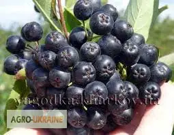 Зображення для оголошення Арония