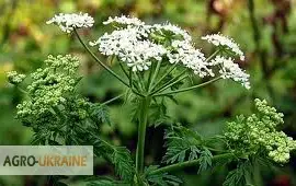 Зображення для оголошення Болиголов