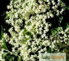 Зображення для оголошення Бузина