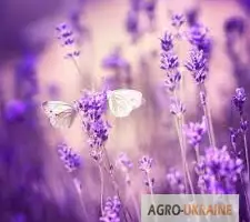 Зображення для оголошення Лаванда