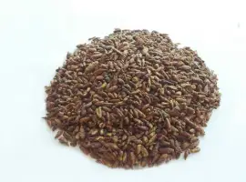 Зображення для оголошення Береза (почки) 1 кг