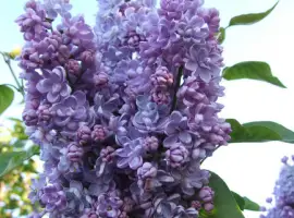 Зображення для оголошення Цветы сирени 1 кг